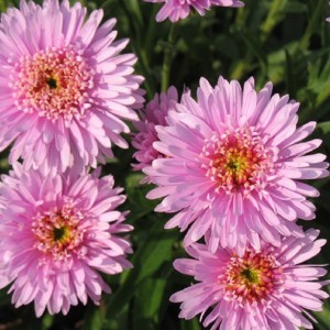 Саженец астры альпийская Розетта (Rozetta)