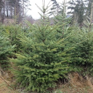 Саженец Ели Сибирской 60-100 см