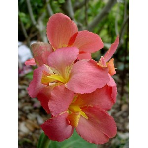 Клубень канны Герман Титов