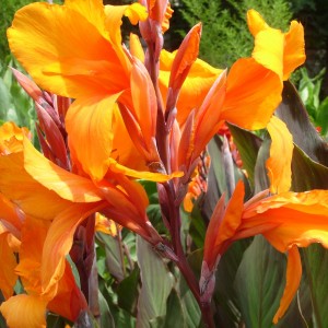 Клубень канны Крози