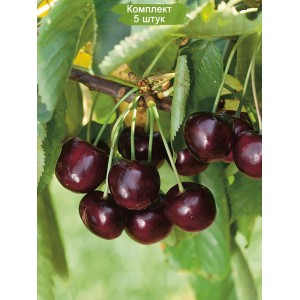 Саженцы черевишни Спартанка -  комплект 5 шт.