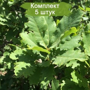 Саженцы дуба Крупнопыльникового 100-150 см -  комплект 5 шт.