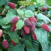 Саженцы красной ежемалины Логан Берри (Loganberry) -  комплект 5 шт.