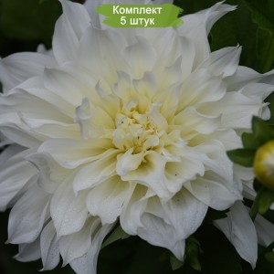 Клубни георгина Белинда (Belinda) -  комплект 5 шт.