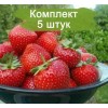 Саженцы ремонтантной клубники Мурано (Ранняя) -  комплект 5 шт.