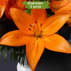 Луковицы лилии Cantello (Кантелло ) -  комплект 5 шт.