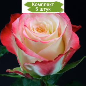 Саженцы чайно-гибридной розы Кабарет / Кабаре (Cabaret) -  комплект 5 шт.