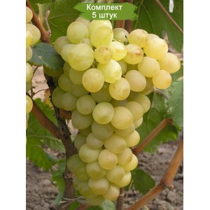 Саженцы винограда Аркадия (Ранний/Белый) -  комплект 5 шт.