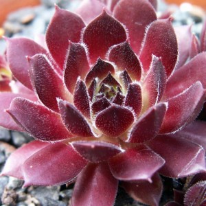 Саженец молодило Мраморного