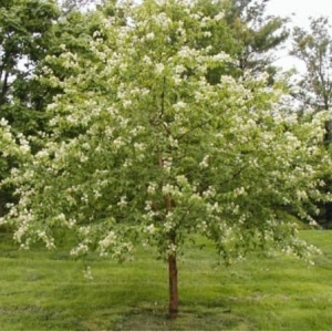 Сеянец черёмухи Маака ( 15-20 см)