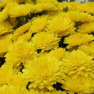 Саженец хризантемы мультифлора Ранняя (Желтая )