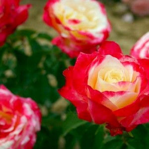 Саженец миниатюрной розы Дабл Делайт (Double Delight)