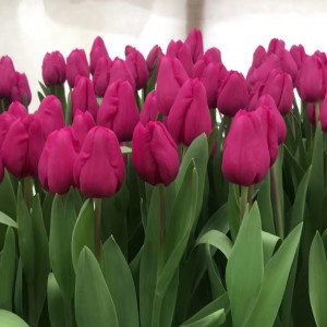 Луковица тюльпана Пурпл Равен (Purple Raven)